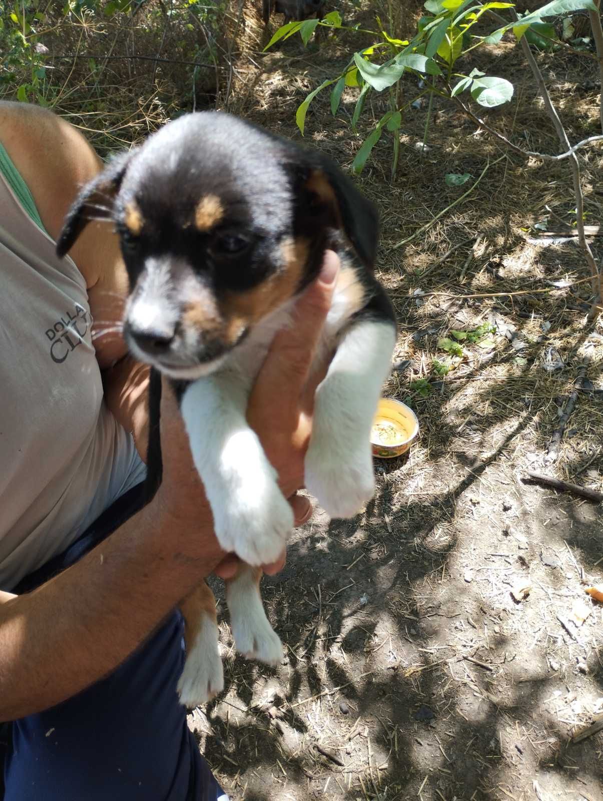 Щенячий патруль в новом составе