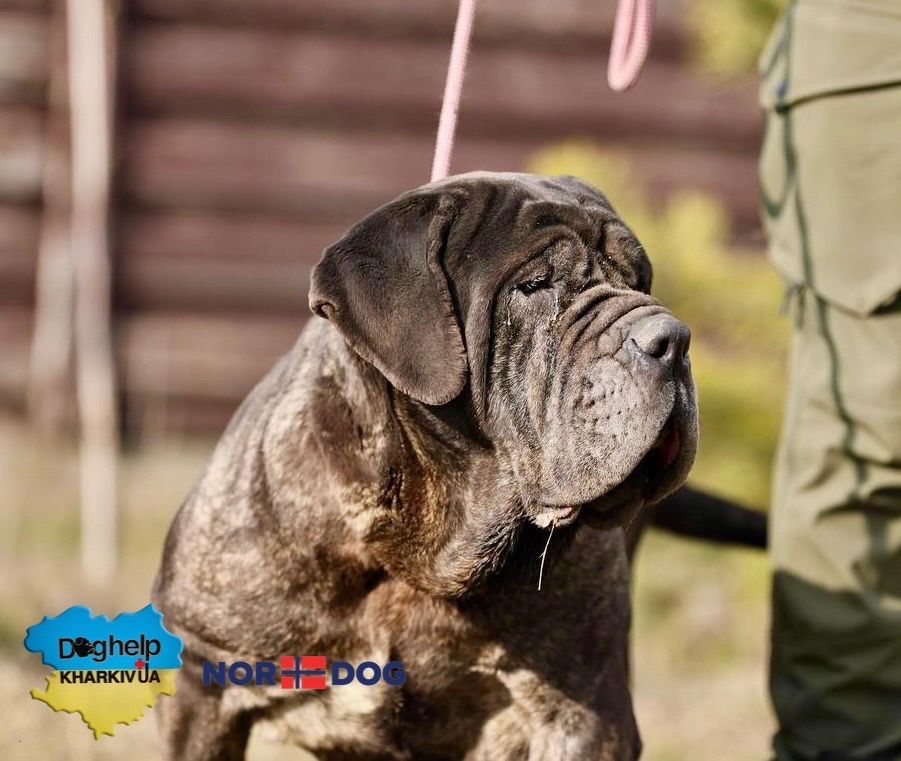 Мастиф неаполітано шукає родину (дівчинка)