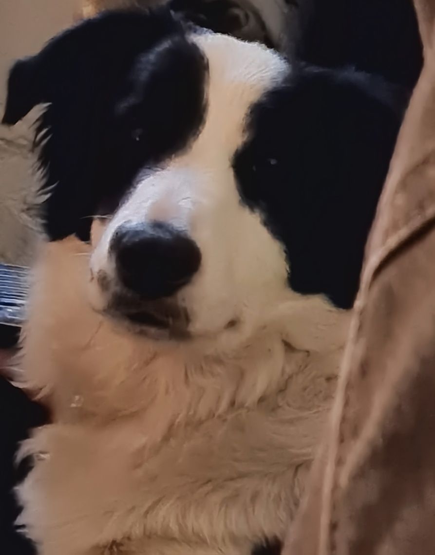 Sunia Border Collie