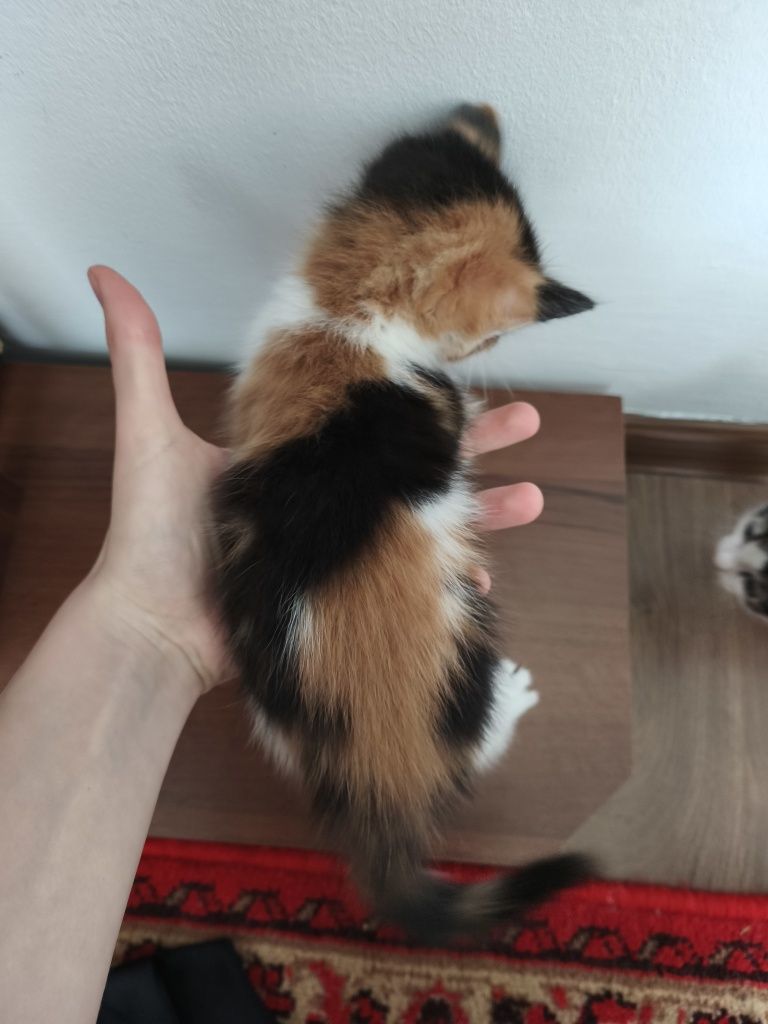 Віддамо в добрі руки кошенята