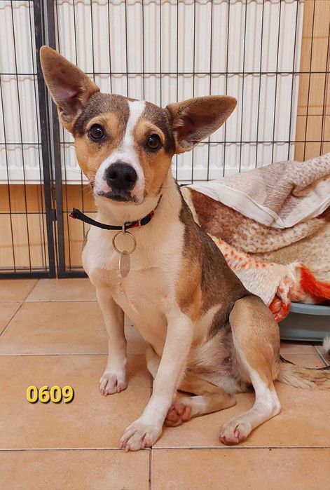 Domy tymczasowe na już! Zamarzną w schronisku! Psy i suczki, malutkie