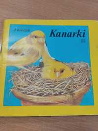 Kanarki 1992 Korczak hodowla