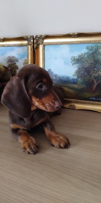 Suczka jamnik miniaturowy czekoladowa