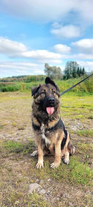 Greta – łagodna sunia w typie kaukaza szuka domu