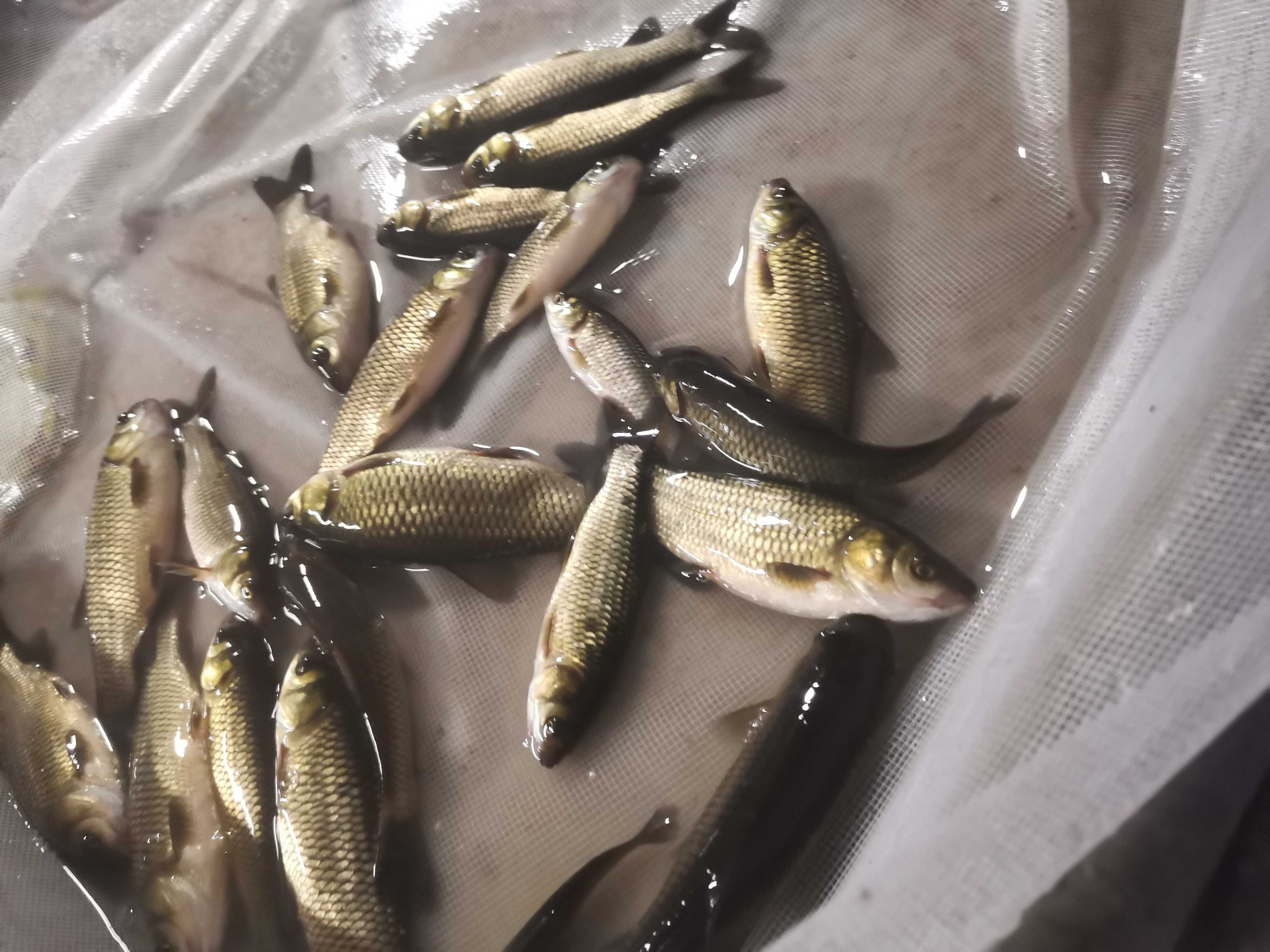 od 15 do 17cm 4szt 100zł i inne węgorz  amur sum