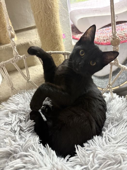 Piękny czarnulek do oddania za darmo