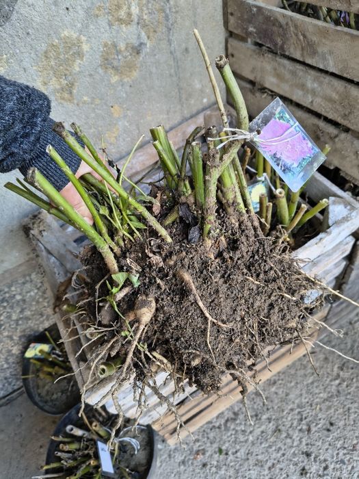 Giergonia dalia wieloletnia różne kolory