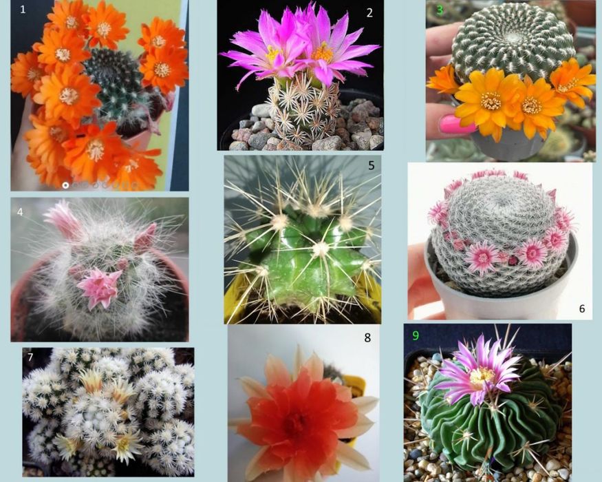 Кактуси, сукуленти для флораріума, мамілярія, гімнокаліціум, ребуція