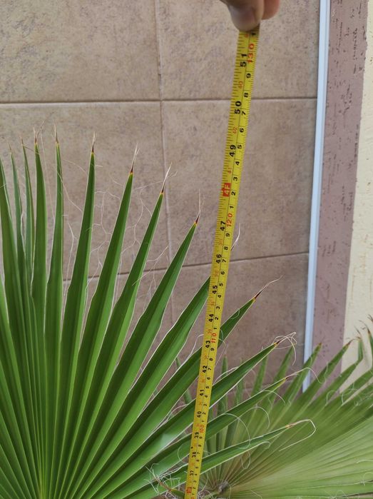 Продам пальму Вашингтонія