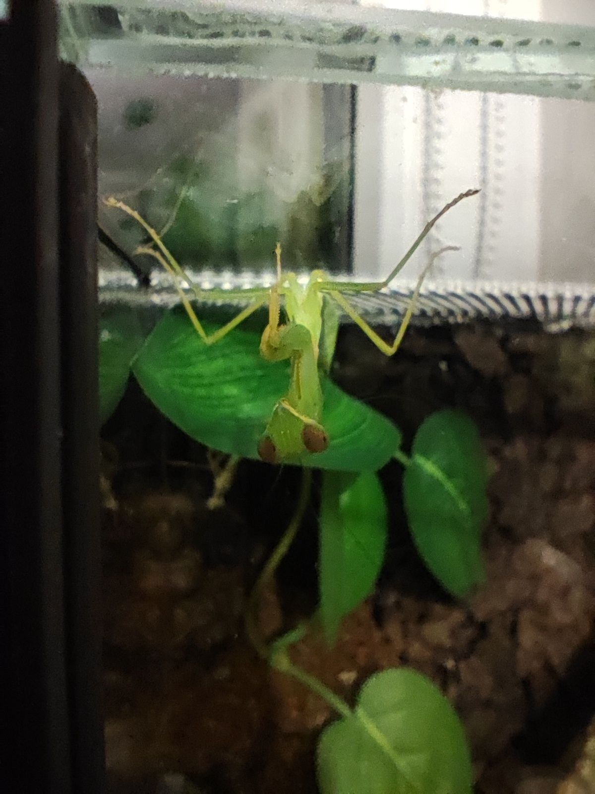 Hierodula sp. Modliszka