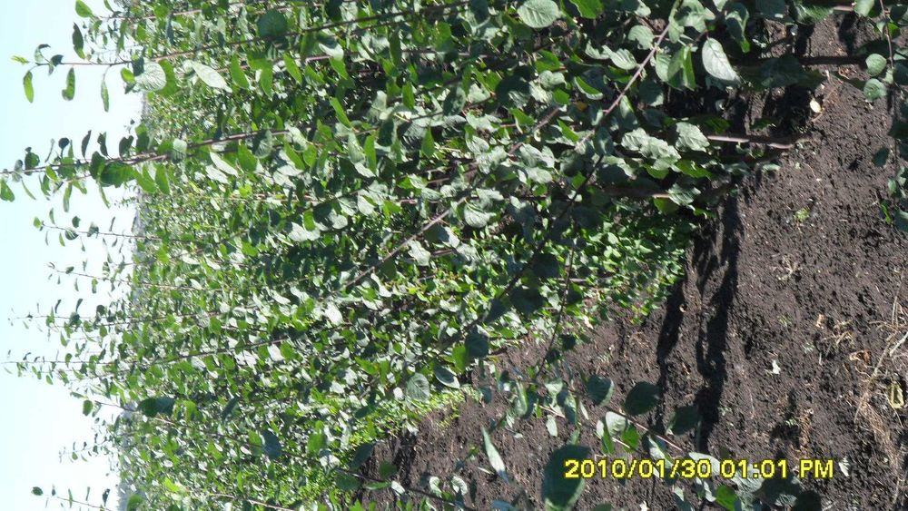 Саджанці плодових дерев, персик, сливи, груші