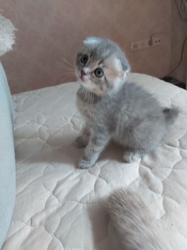 Британські кошенята