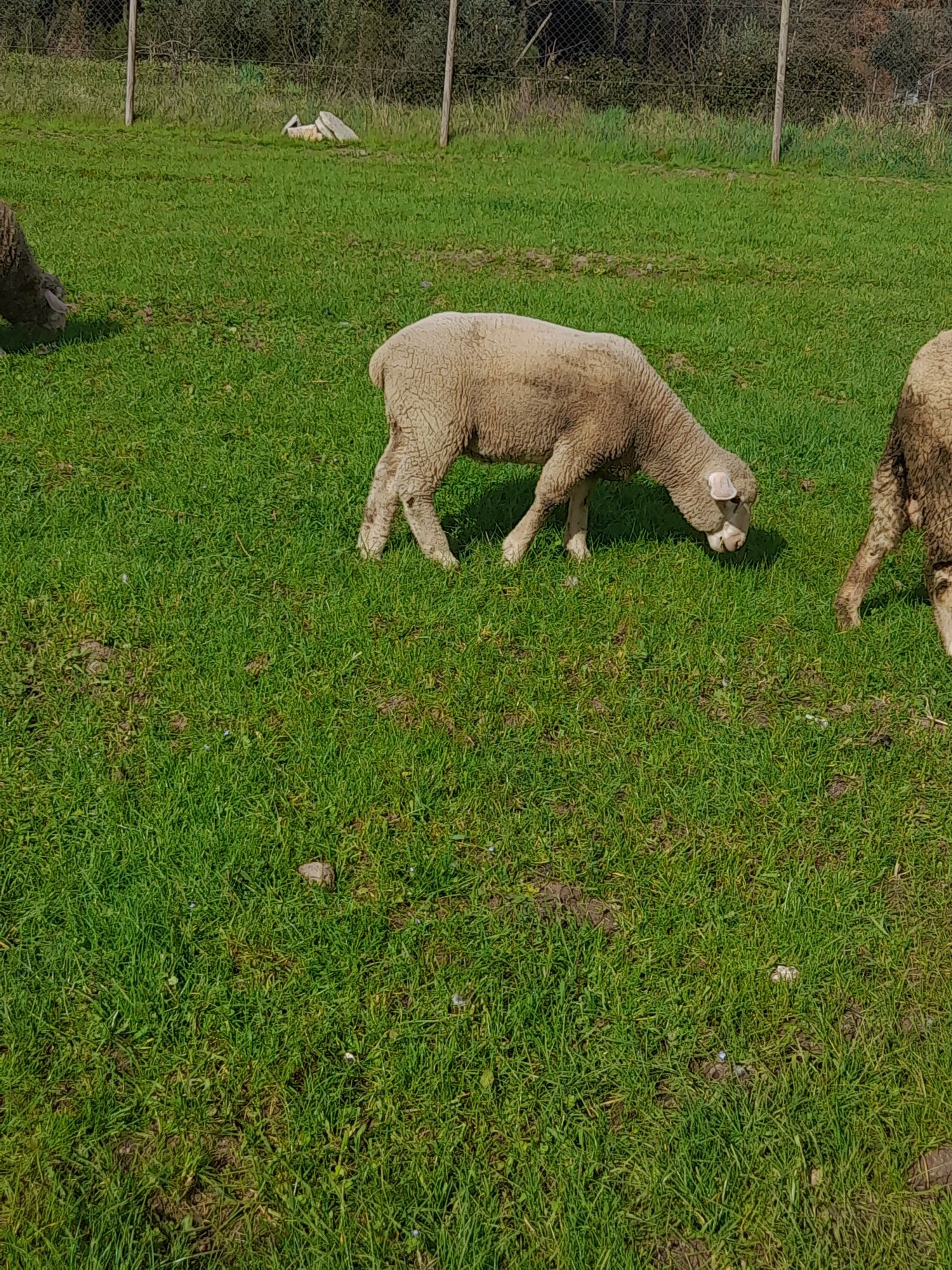 Vendo borrego de raça ile de france