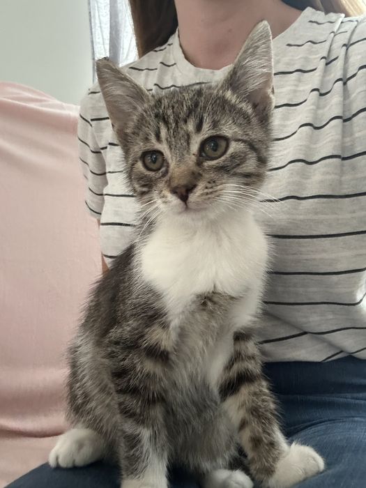 Kocurek maly oddam za darmo