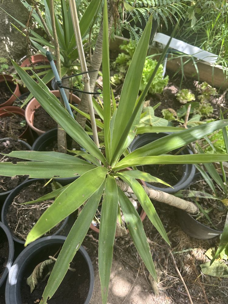 Planta yuca enraizadas