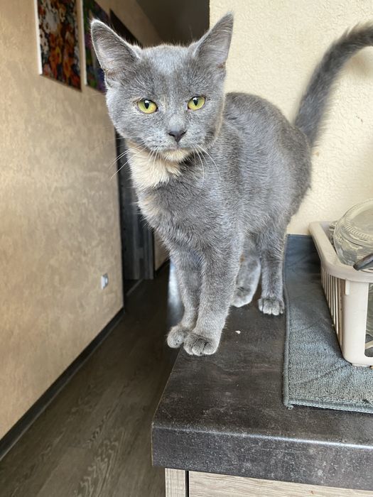 Кошенята у добрі руки