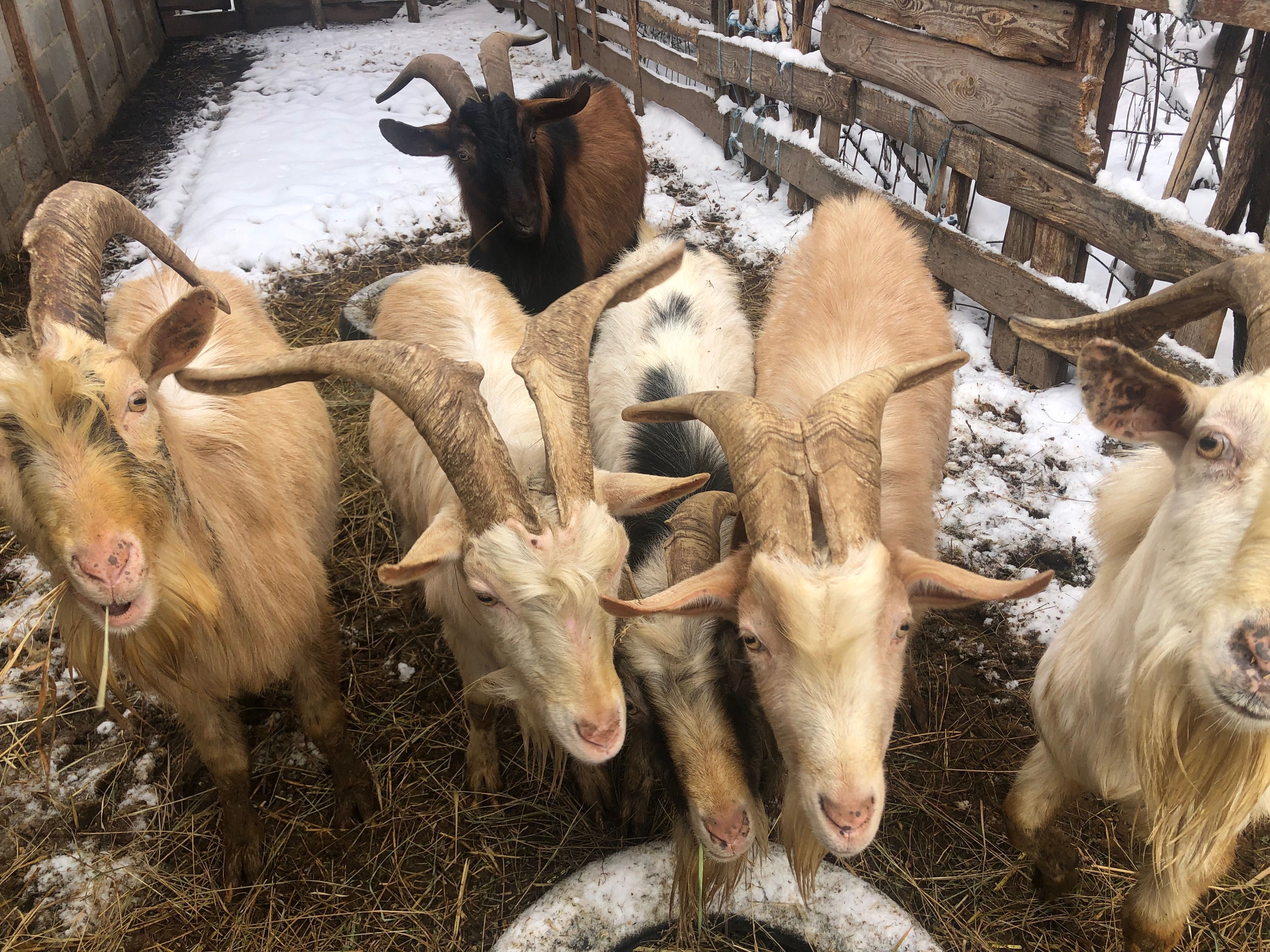 Продам козли різних порід чи міняю на зерно, солому, картоплю.