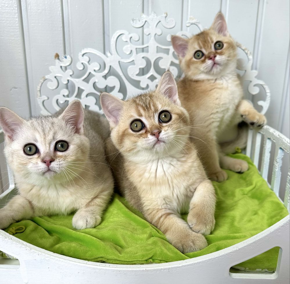 Шотландські кошенята