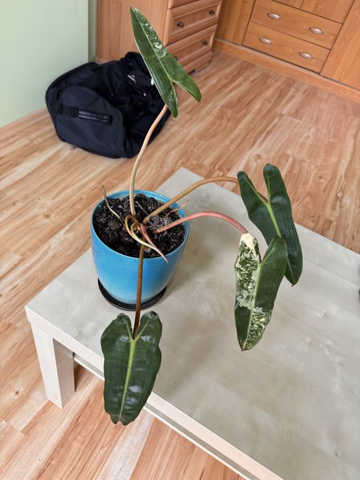 Philodendron billietiae variegata