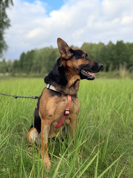 Cudowny Grześ święta chce spędzić w DOMU!