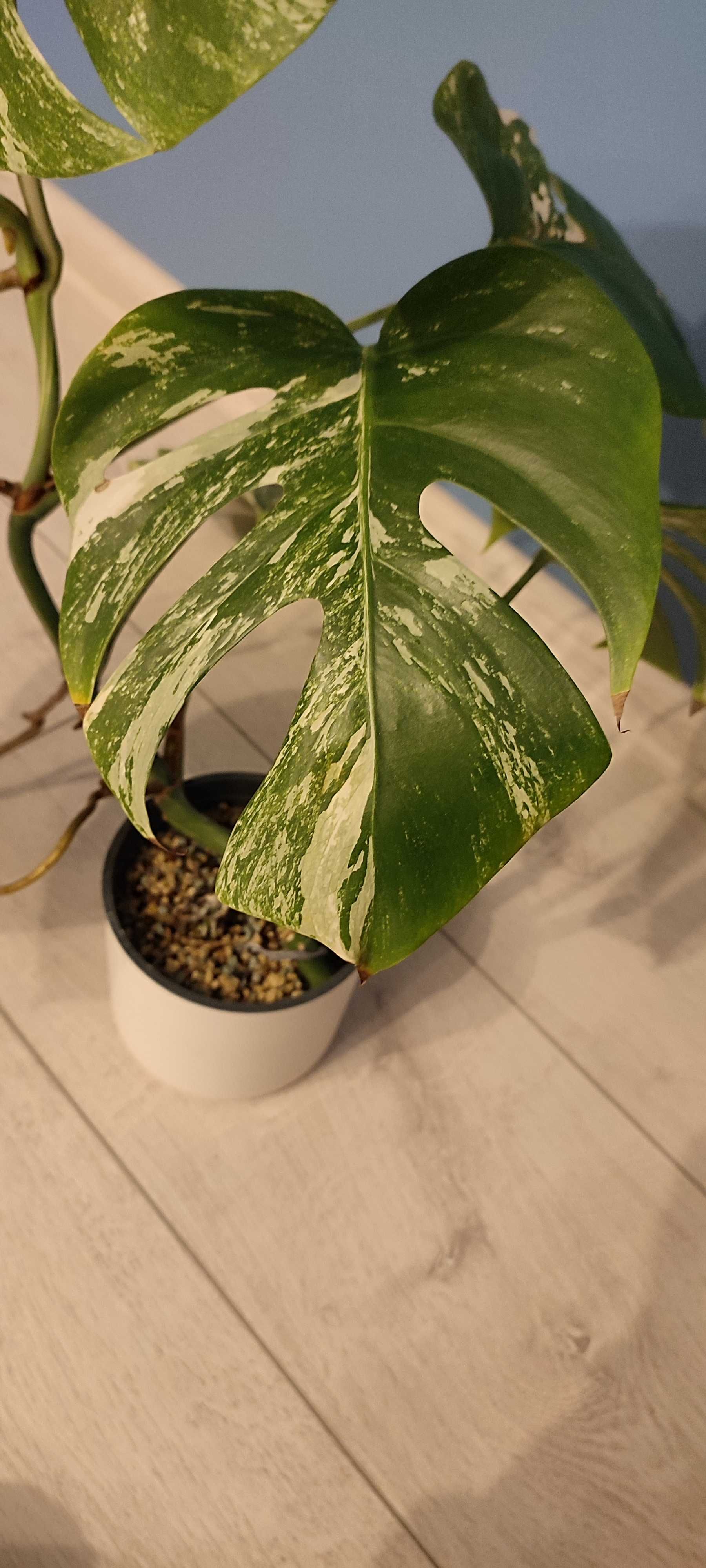 Monstera variegata NOWY LIŚĆ 7 liści