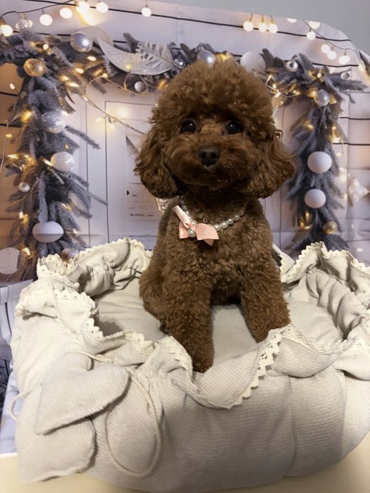 Legowisko dla psa beżowe