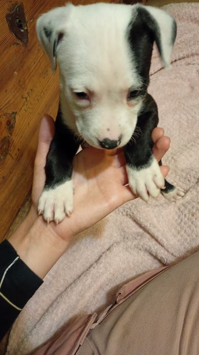 Szczenię American Staffordshire terrier szczeniak suka
