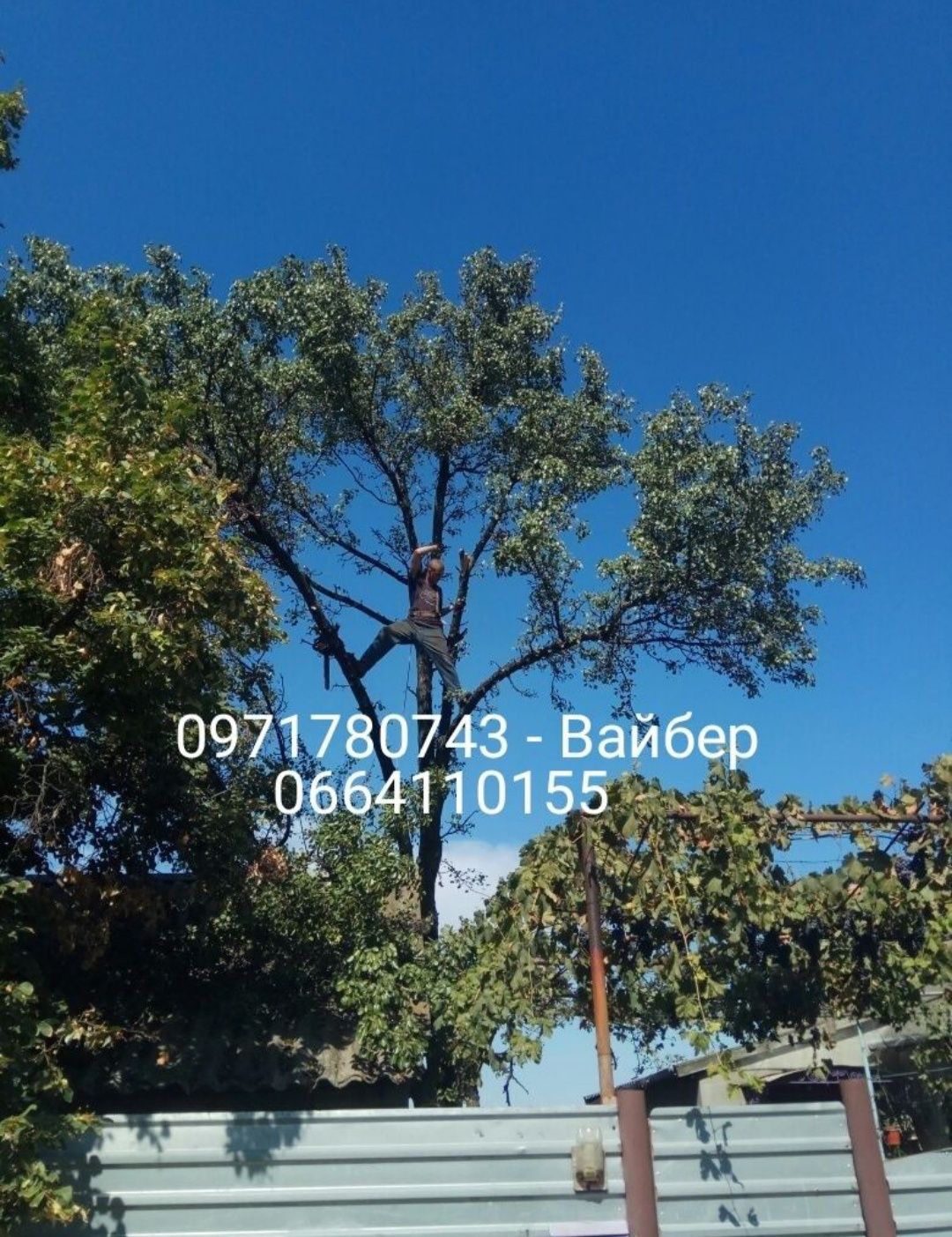 Спил деревьев, садовая обрезка, вывоз веток.