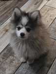 Pomsky F3 z  certyfikatem pochodzenia