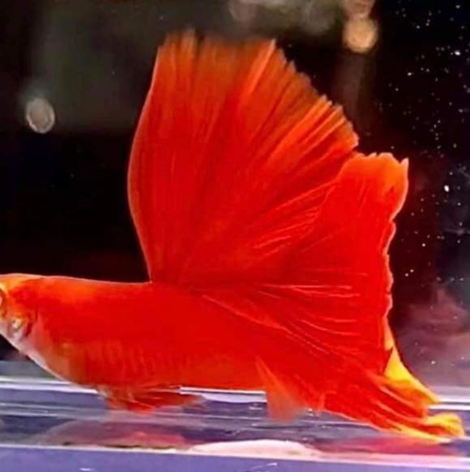 Gupik Full Red Albino Super Big Dorsal samiec plus dwie samice