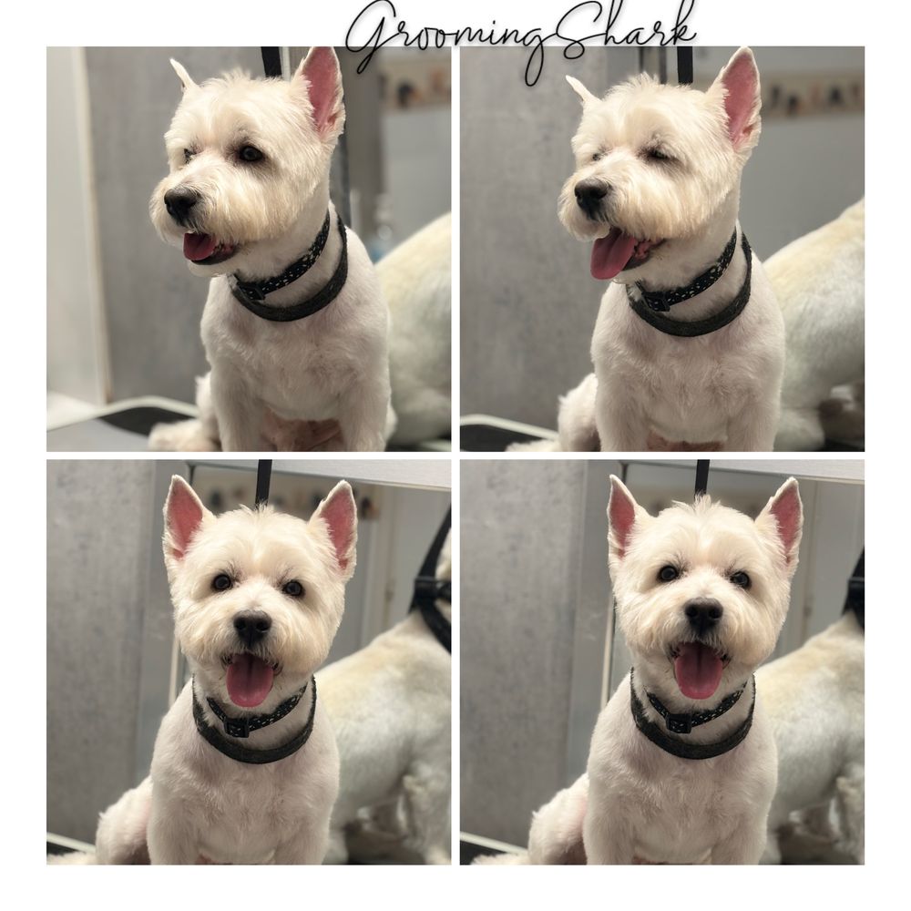 Psi fryzjer GroomingShark