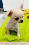 Chihuahua super mini piesek xxs prawdziwy rodowód ZKwP FCI