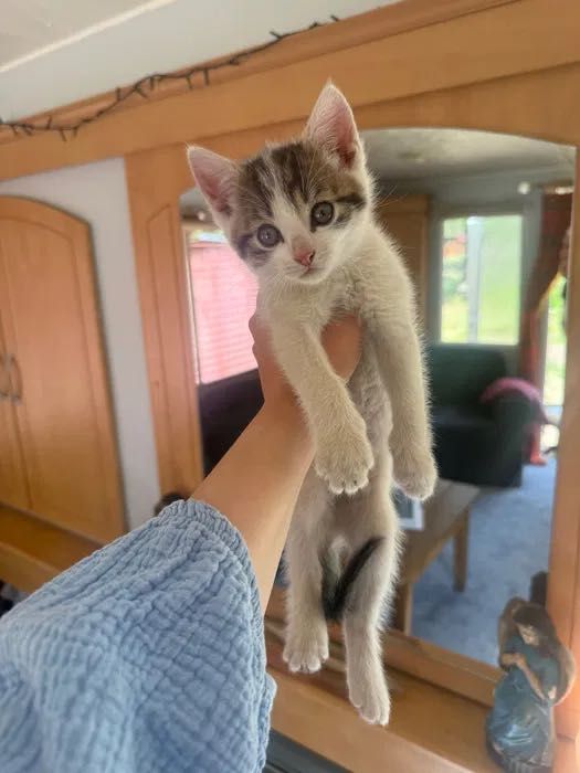 Koty 2 miesiące Muniek, Klusek i Filemon do adopcji