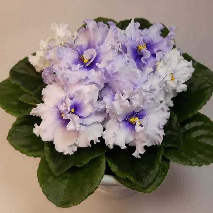 Фіалка біло - фіолетового кольору