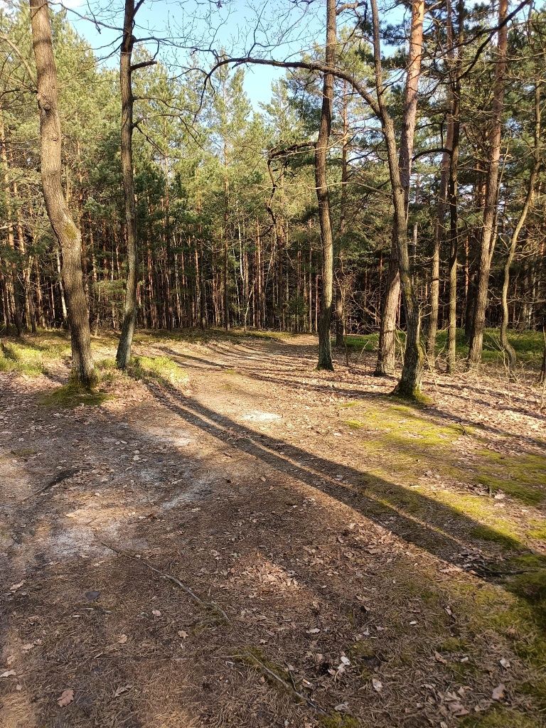 Zaciszne miejsce w dolinie rzeki czarnej, u podnóża Diablej Góry.