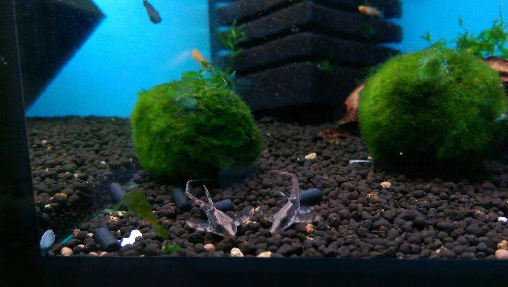 Sturisoma Aureum ok 9 CM,dużo innych gatunków ryb od Tapajos.pl
