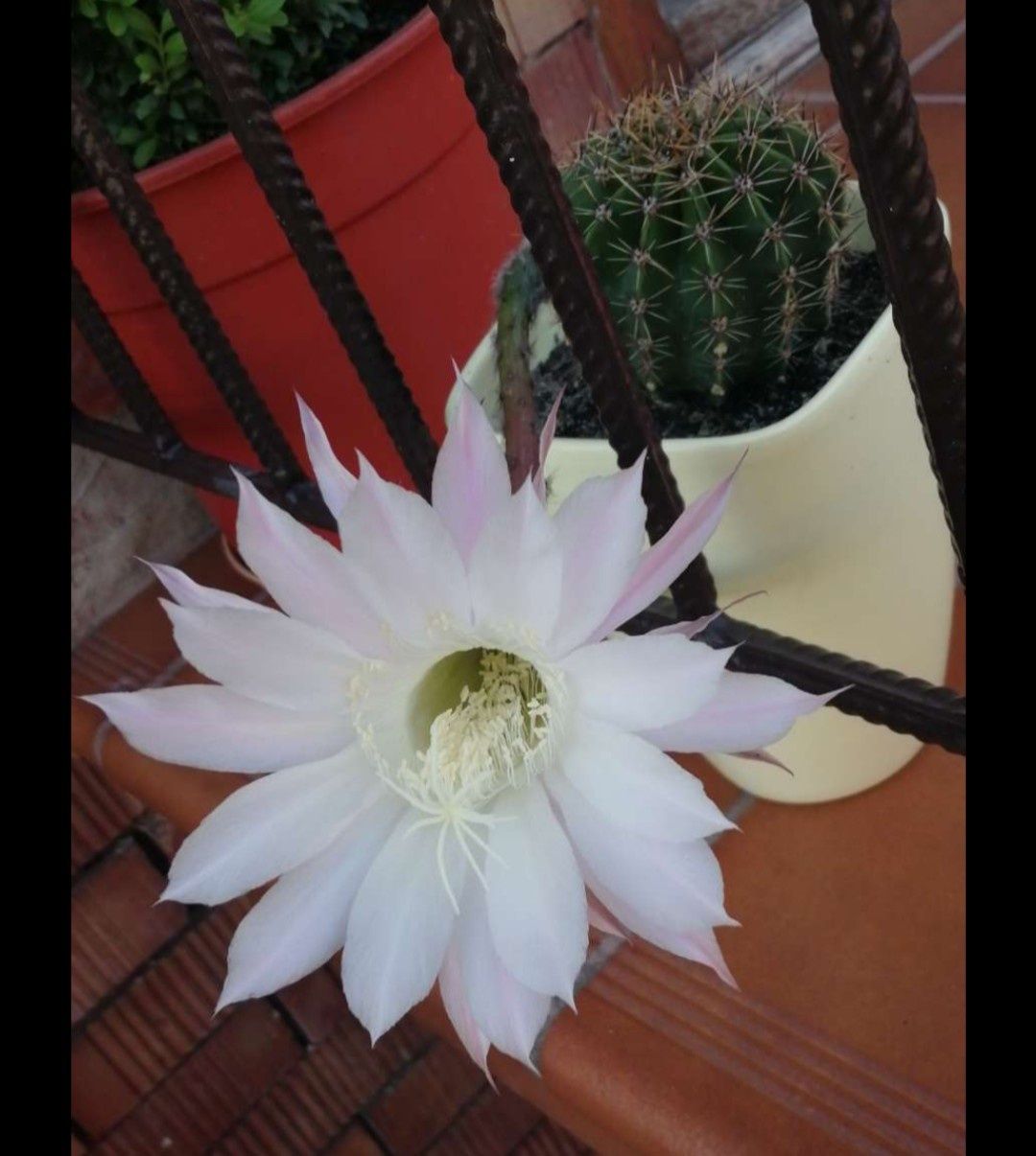 Kaktus kwitnący duże kwiaty kolekcja