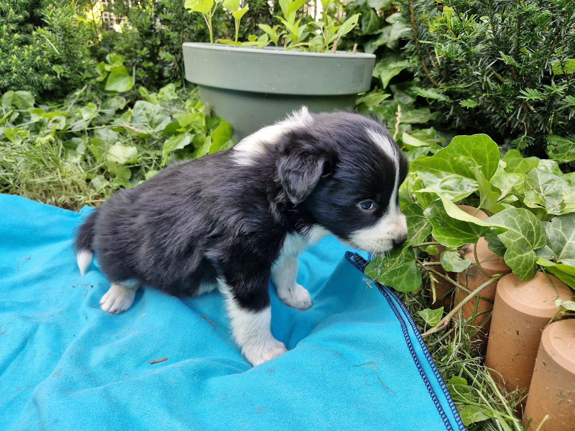 Border Collie piesek