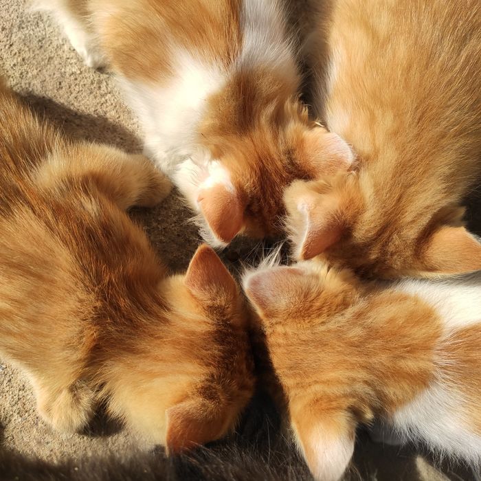 Котики котята 2 месяца