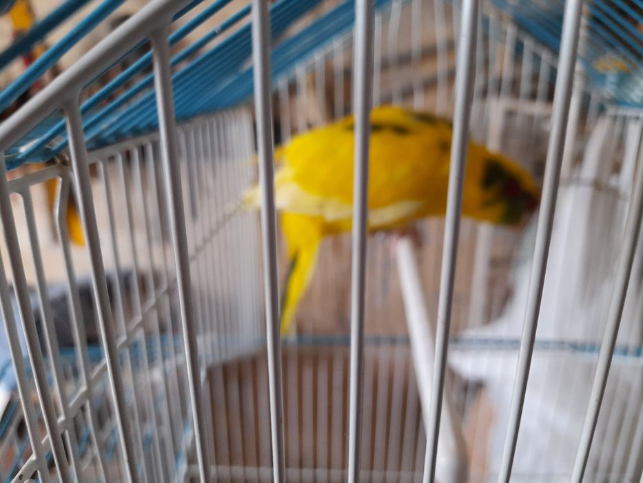 Gaiola grande como nova +lindíssima ave.