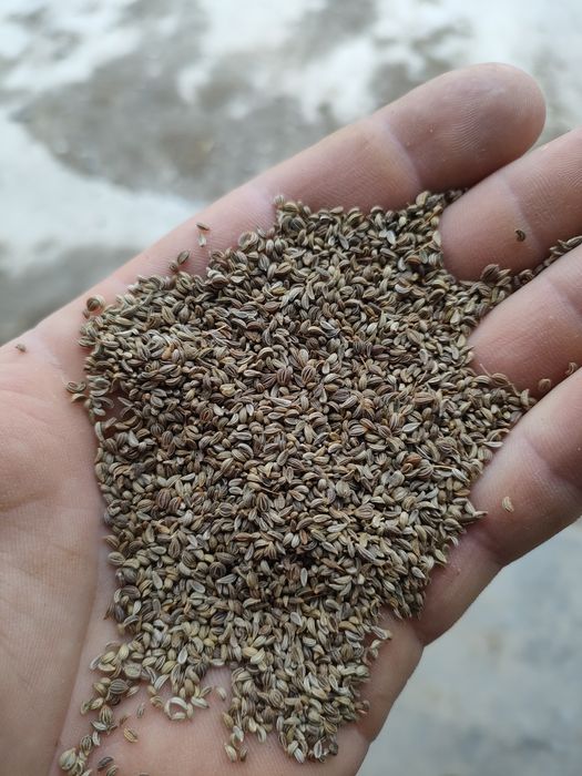 Sprzedam nasiona pietruszki naciowej wysyłka od 10kg