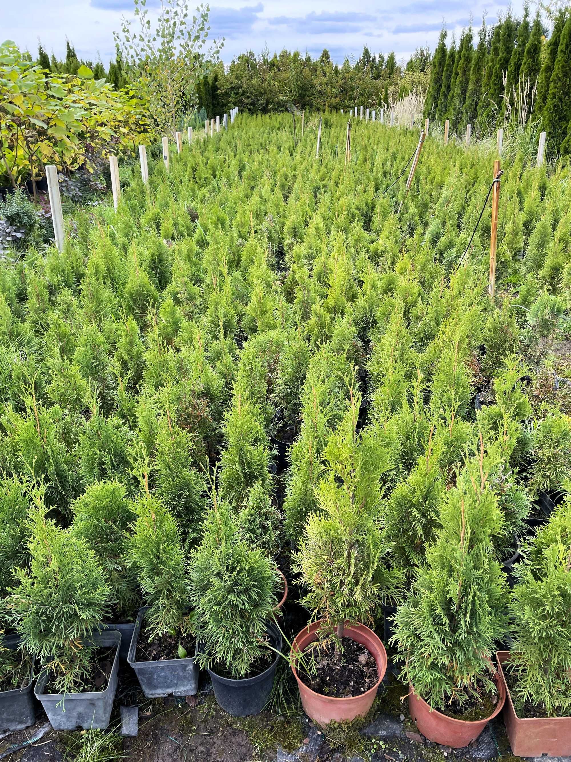 tuja szmaragd, thuja 70-80cm iglaki GĘSTE hurt detal transport wysyłka