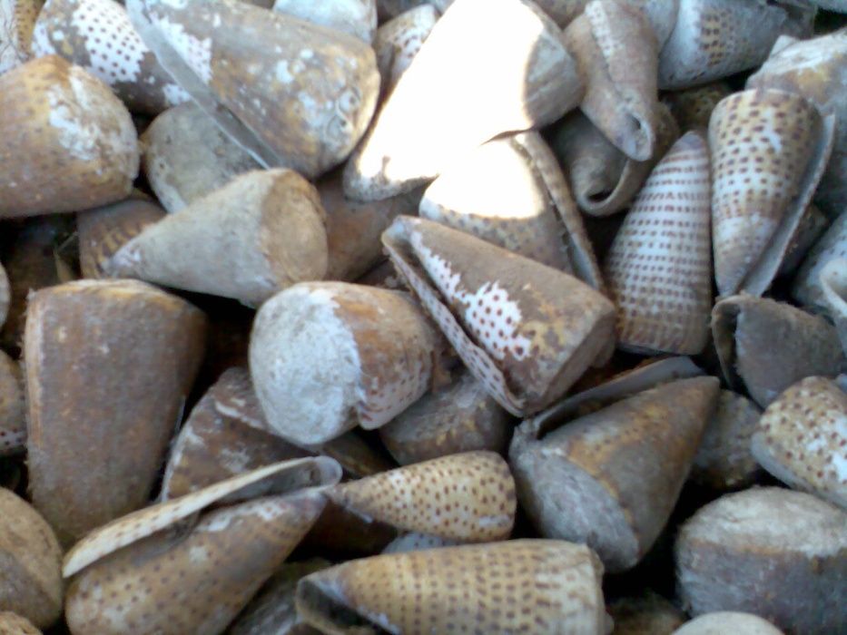 Conchas e búzios forma cone (conus)-kg