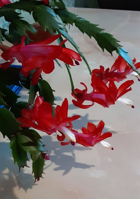 Шлюмбергера, 2 цвета