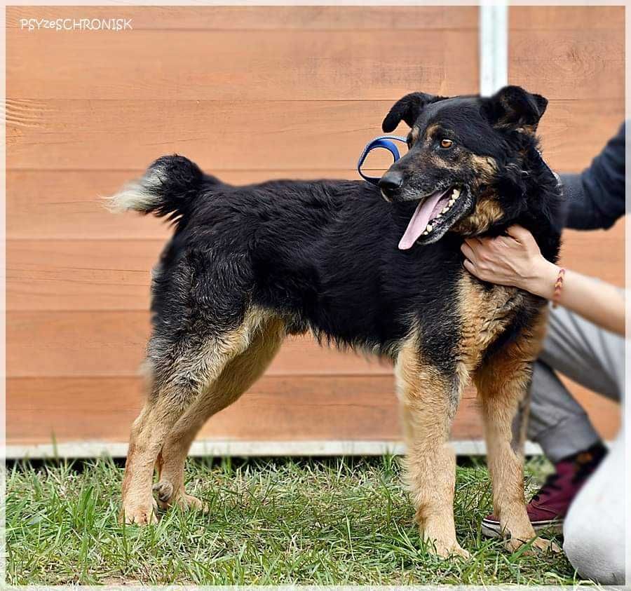 Kumpel - towarzyski kundelek szuka domu