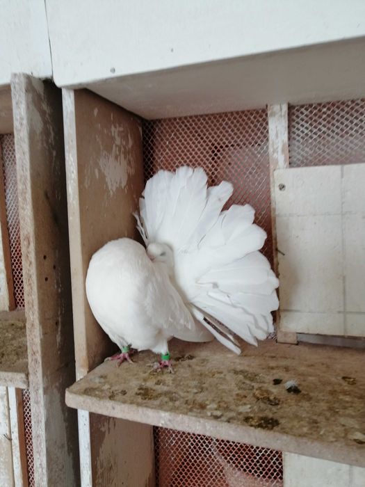 Sprzedam pawiki żółto płowe białe srebrno płowe