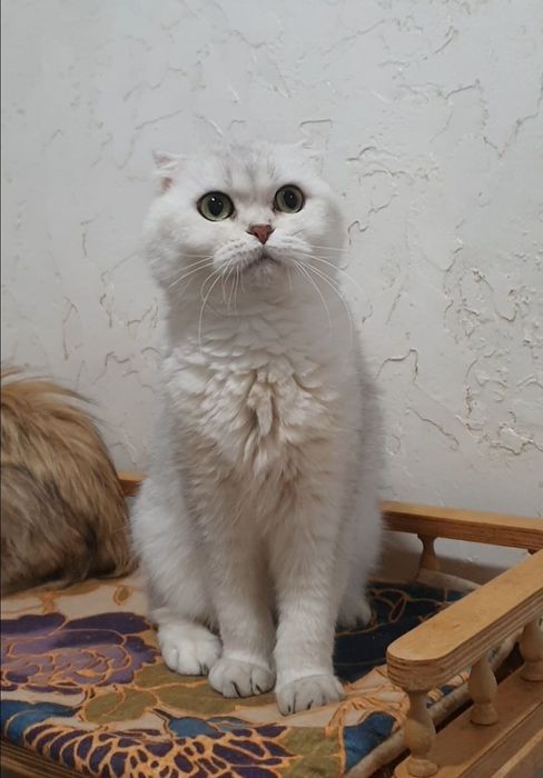 Серебристая шиншилла фолд
