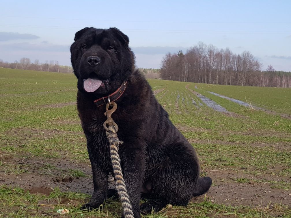 Shar pei sunia Coral