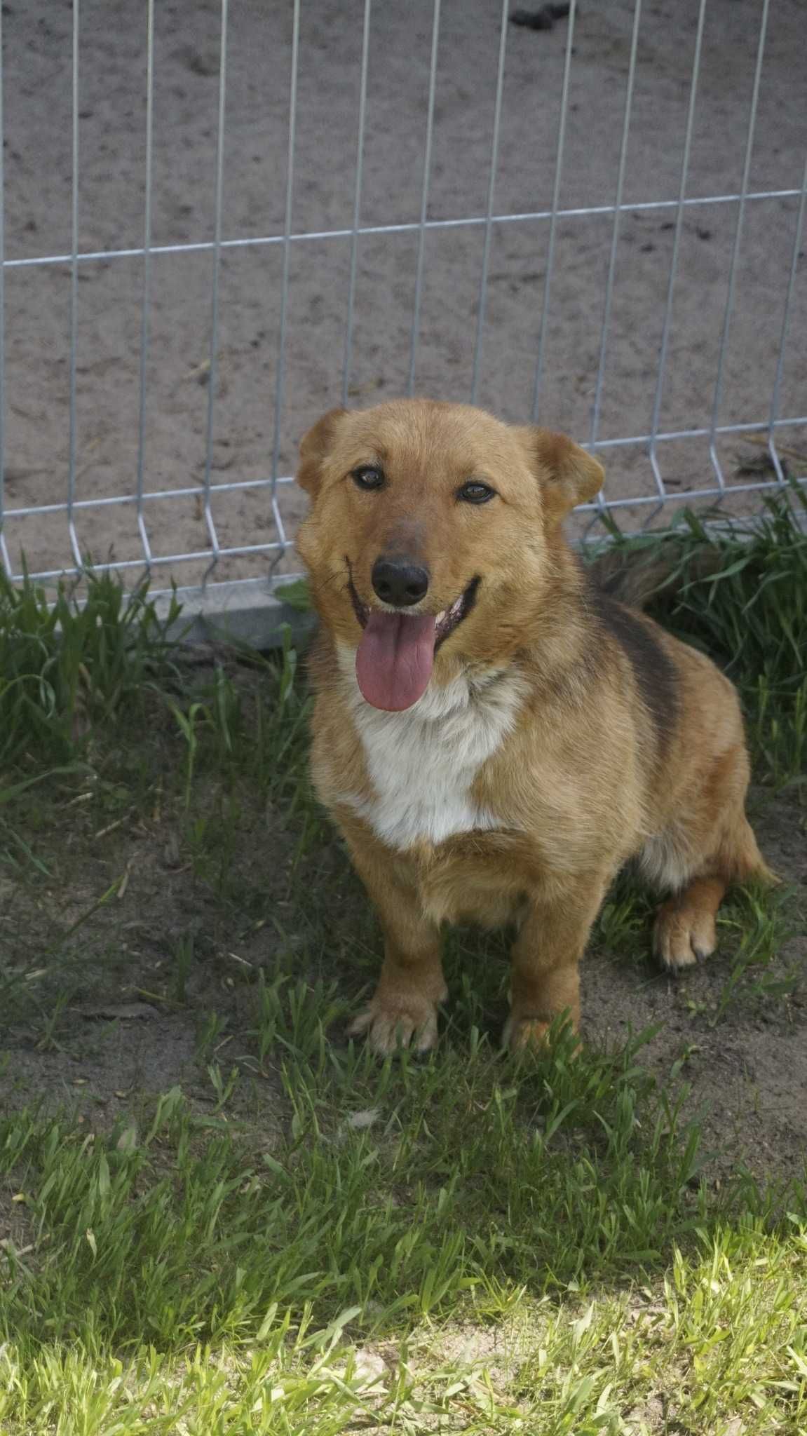 Ruda ok.3 let. sunieczka pilnie szuka kochającego domu fundacja