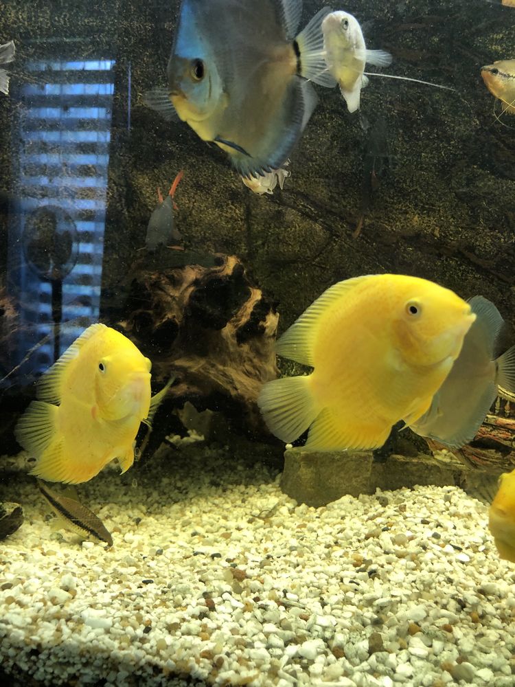 2 x Ryba paletka